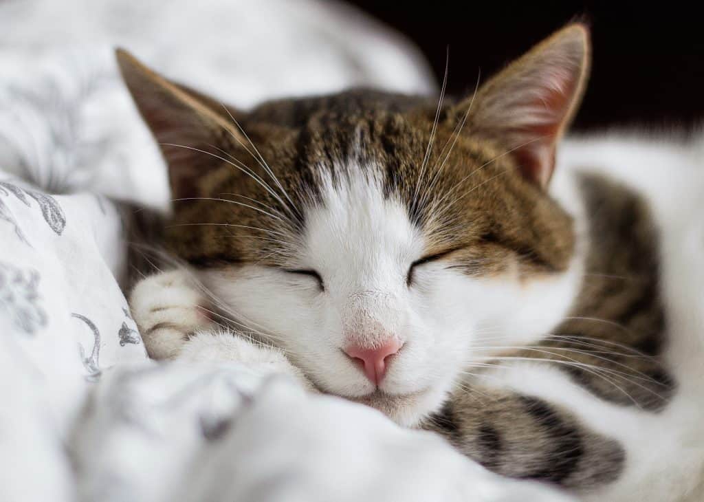 Cute Sleeping Kitten