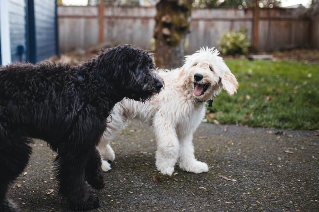 Two Dogs Laughing