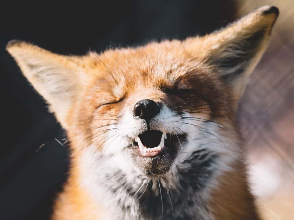 Laughing Fox