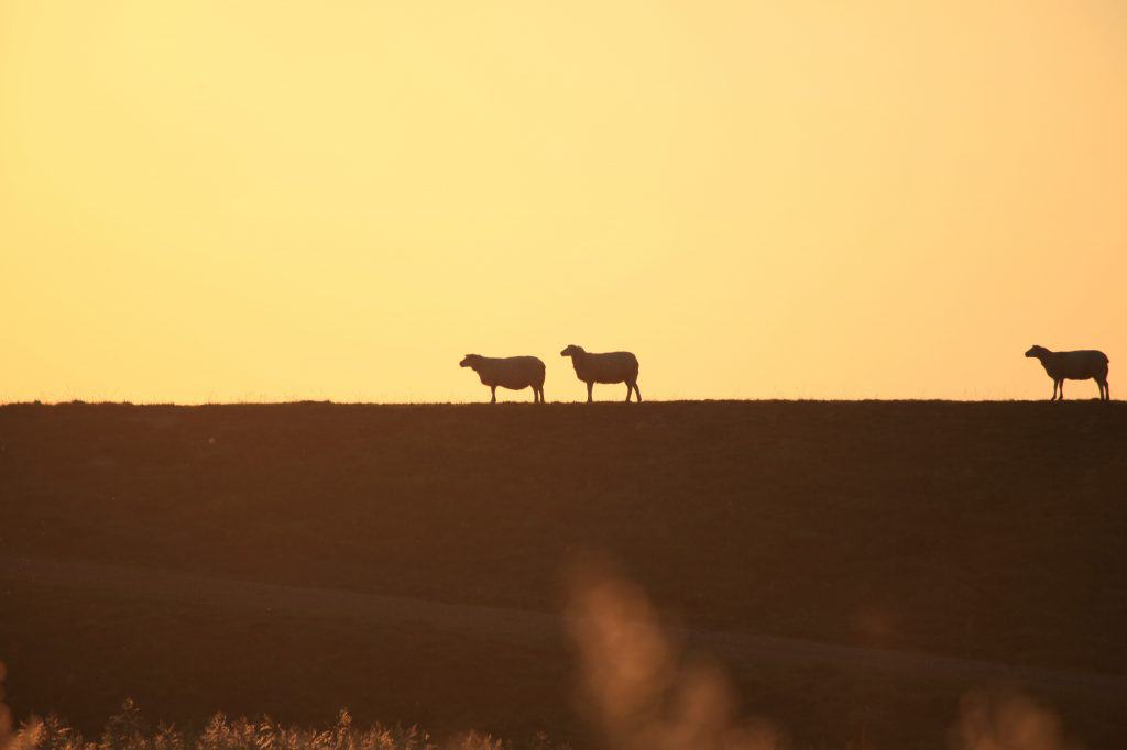 Sheep Following Each Other